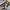 GAP Futurist Hoody Pria khaki photo 4