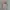 GAP Futurist Hoody Pria khaki photo 1