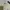 ZARA Y2K Maxi skirt Wanita white photo 1