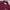 Japanese brand Streetwear Biker Casual shirt Pria burgundy photo 5