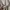 Adidas Indie Casual Sweatshirt Pria gray photo 4