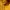 Champion Minimalist Hoody Pria yellow photo 4