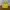 Berghaus Gorpcore Casual Track Jacket Pria Yellow