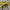 Berghaus Gorpcore Casual Track jacket Pria yellow photo 8