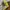 Berghaus Gorpcore Casual Track jacket Pria yellow photo 5