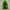Mountain Hardwear Parka Wanita green photo 3