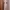 Vintage Coquette Nightgown Wanita Tan Pink