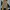 Spao Streetwear Casual Casual Pants Pria Brown