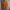 Nike Casual Polo Shirt Pria Orange