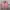 Arc'teryx Streetwear Gorpcore Fleece Pria pink photo 1