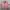 Arc'teryx Streetwear Gorpcore Fleece Pria Pink