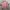 Arc'teryx Streetwear Gorpcore Fleece Pria pink photo 4