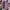 The North Face Casual Windbreaker Pria purple photo 2