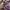 The North Face Casual Windbreaker Pria purple photo 6