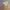 Vintage Babydoll dress Wanita white tan photo 1