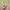 Adidas Casual Sneakers Wanita green photo 4