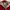 Phenix Puffer jacket Kids red photo 4
