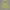 Lacoste Windbreaker Pria yellow photo 1