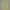 Lacoste Windbreaker Pria yellow photo 3