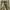 Japanese brand Y2K Sportswear Wanita khaki photo 2
