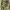 Japanese brand Y2K Sportswear Wanita khaki photo 4