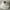 MLB Sportswear Hat Pria cream tan photo 3