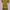Vintage Minimalist Midi dress Wanita yellow tan photo 1