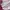 Puma Streetwear Casual Sneakers Wanita white pink photo 2