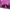 Salomon Gorpcore Sportswear Puffer jacket Wanita pink photo 7