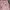 Gramicci Vintage Streetwear Short Pria pink photo 4