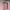 Gramicci Vintage Streetwear Short Pria pink photo 2