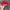 Japanese brand Vintage Streetwear Hat Pria red photo 5