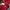 Reebok Casual Polo shirt Pria red photo 3