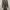 ZARA Luxury Maxi dress Wanita tan brown photo 3