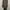 ZARA Luxury Maxi dress Wanita tan brown photo 5