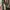 ZARA Luxury Maxi dress Wanita tan brown photo 7