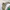 Skater Casual Harrington Jacket Pria Green Tan