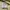 Lacoste Luxury Casual Shirt dress Wanita cream photo 6