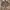 Avant Garde Pea coat Pria green photo 1