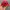 Marlboro Vintage Avant Garde Hat Wanita red photo 3