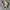 Adidas Futurist Casual Sneakers Pria green cream photo 3