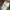 Adidas Vintage Sportswear Jersey Pria green white photo 3