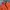 Uniqlo Sportswear Cosplay Fleece Pria Orange