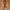 Japanese brand Y2K Avant Garde Belt Wanita brown photo 1