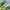 New Balance Casual Sneakers Pria Green