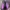 Sportswear Pria purple photo 4