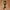 Japanese brand Y2K Avant Garde Belt Wanita black photo 1
