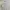 Casual Formal shirt Pria white tan photo 4