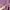H&M Muslim Shirt Wanita purple white photo 3