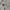 Lacoste Casual Polo shirt Pria white photo 2
